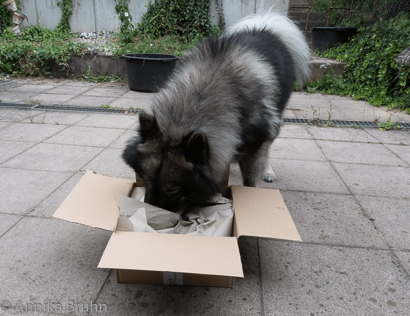Q packt sein Essen aus